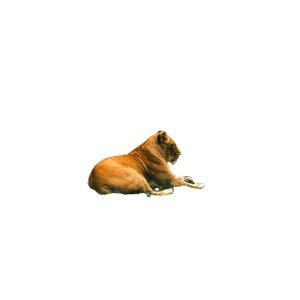 A Lion Laying In The Grass Near A Fence – cat PNG with transparent background