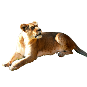 A Lion Laying In The Grass Next To A Tree – cat PNG with transparent background