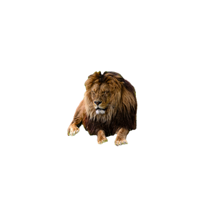 A Lion Laying On A Lush Green Field – cat PNG with transparent background