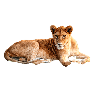 A Lion Laying On The Ground In A Field – cat PNG with transparent background