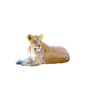 A Lion Laying On The Ground In A Wooded Area – cat PNG with transparent background