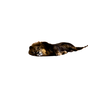A Lion Laying On The Ground In The Dirt – cat PNG with transparent background