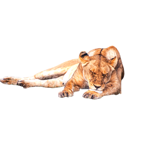 A Lion Laying On The Ground In The Grass – cat PNG with transparent background