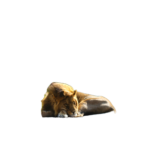 A Lion Laying On Top Of A Large Rock – cat PNG with transparent background