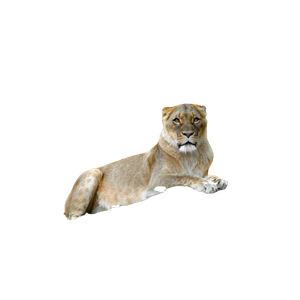 A Lion Laying On Top Of A Large Rock – cat PNG with transparent background