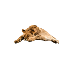 A Lion Laying On Top Of A Large Rock – cat PNG with transparent background