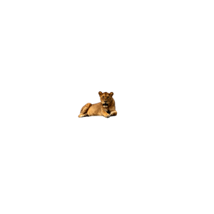 A Lion Laying On Top Of A Large Rock – cat PNG with transparent background