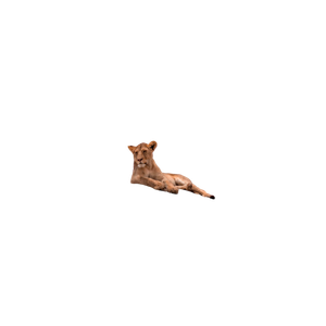 A Lion Laying On Top Of A Large Rock – cat PNG with transparent background