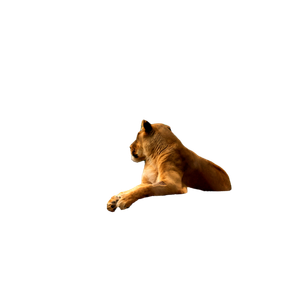 A Lion Laying On Top Of A Large Rock – cat PNG with transparent background