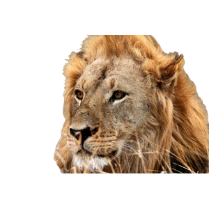 A Lion Looking At The Camera – cat PNG with transparent background