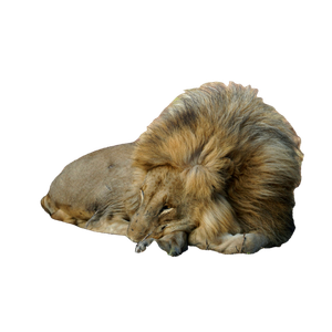 A Lion Lying Down – cat PNG with transparent background
