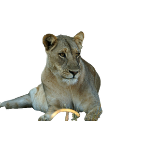 A Lion Lying Down – cat PNG with transparent background
