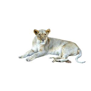 A Lion Lying Down – cat PNG with transparent background