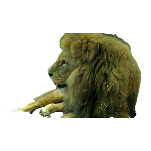 A Lion Lying Down – cat PNG with transparent background