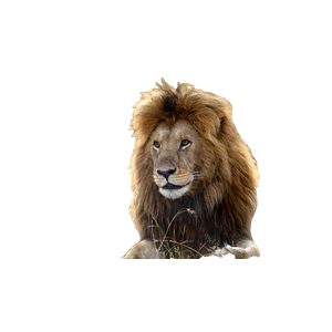 A Lion Lying Down – cat PNG with transparent background