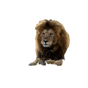 A Lion Lying Down – cat PNG with transparent background