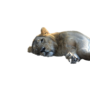 A Lion Lying Down – cat PNG with transparent background