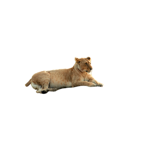 A Lion Lying Down In A Field – cat PNG with transparent background