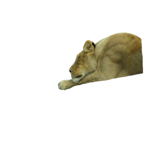 A Lion Lying On A Wooden Fence – cat PNG with transparent background