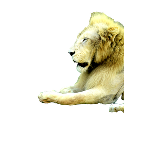 A Lion Lying On Grass – cat PNG with transparent background