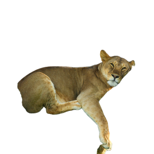 A Lion Resting In A Tree With Its Eyes Closed – cat PNG with transparent background
