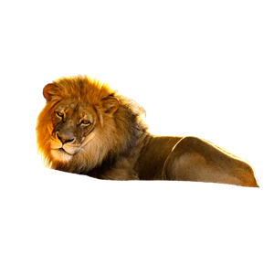 A Lion Resting On A Rock In A Zoo – cat PNG with transparent background