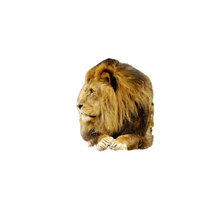 A Lion Sitting On A Ledge In An Enclosure – cat PNG with transparent background