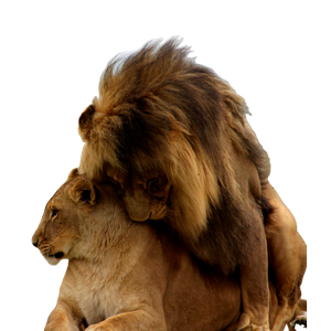 A Lion Sitting On The Back Of Another Lion – cat PNG with transparent background