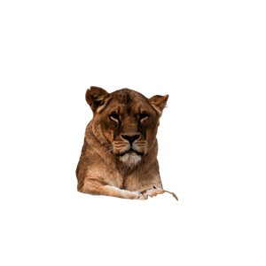 A Lion Sitting On Top Of A Rock - Cat PNG image with transparent background