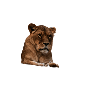 A Lion Sitting On Top Of A Rock 1 - Cat PNG image with transparent background