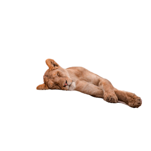 A Lion Sleeping On Top Of A Large Rock