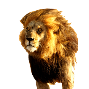 A Lion Standing Outside – cat PNG with transparent background