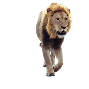 A Lion Walking On A Road – cat PNG with transparent background