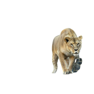A Lion Walking On A Rock In A Zoo – cat PNG with transparent background