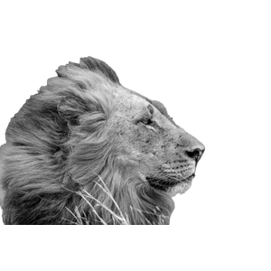 A Lion With Its Eyes Closed – cat PNG with transparent background
