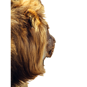A Lion With Its Head Down – cat PNG with transparent background