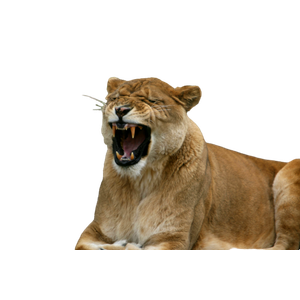 A Lion With Its Mouth Open – cat PNG with transparent background