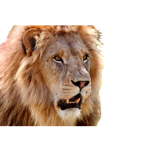 A Lion With Its Mouth Open – cat PNG with transparent background