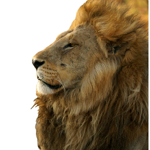 A Lion With Its Mouth Open – cat PNG with transparent background