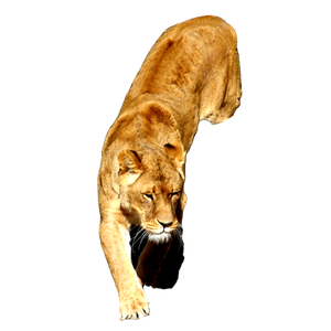 A Lion With Its Paw On A Lion Cub – cat PNG with transparent background