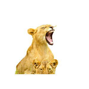 A Lion Yawns As Another Lies In The Grass – cat PNG with transparent background