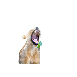 A Lion Yawns While Standing In A Field – cat PNG with transparent background