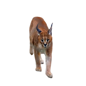 A Mountain Lion Walking Across A Stone Path