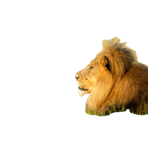 A Pair Of Lions In A Grassy Field – cat PNG with transparent background