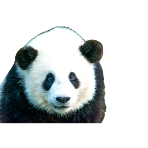 A Panda Bear In The Grass