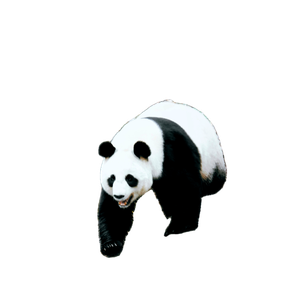 A Panda Bear Is Walking On Some Rocks