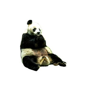 A Panda Bear Sitting On The Ground Eating Food