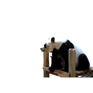 A Panda Bear Sitting On Top Of A Wooden Bench