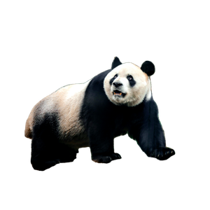 A Panda Bear Standing On A Log In A Forest