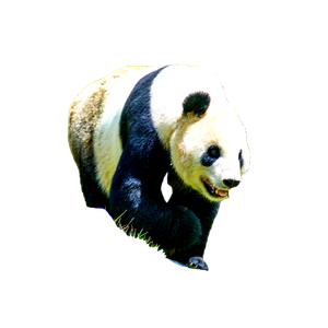 A Panda Bear Walking Across A Lush Green Field